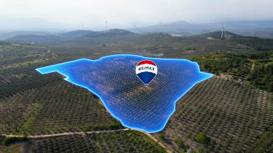 Manisa'nın Verimli Toprakları Kırkağaç'ta, 82 Dönüm Zeytinlik